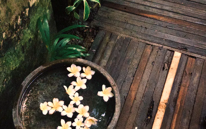 Bali masajı — taş kurnada frangipani çiçekleri